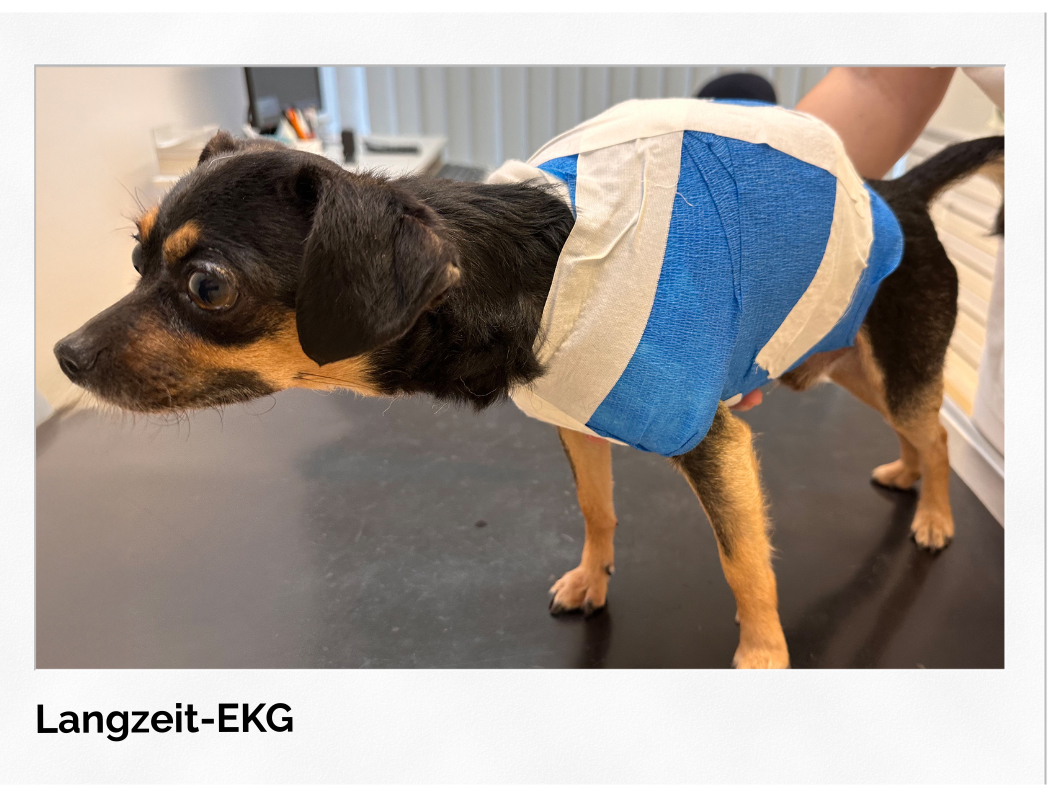 rambobbbb Rambo braucht dringend medizinische Unterstützung!