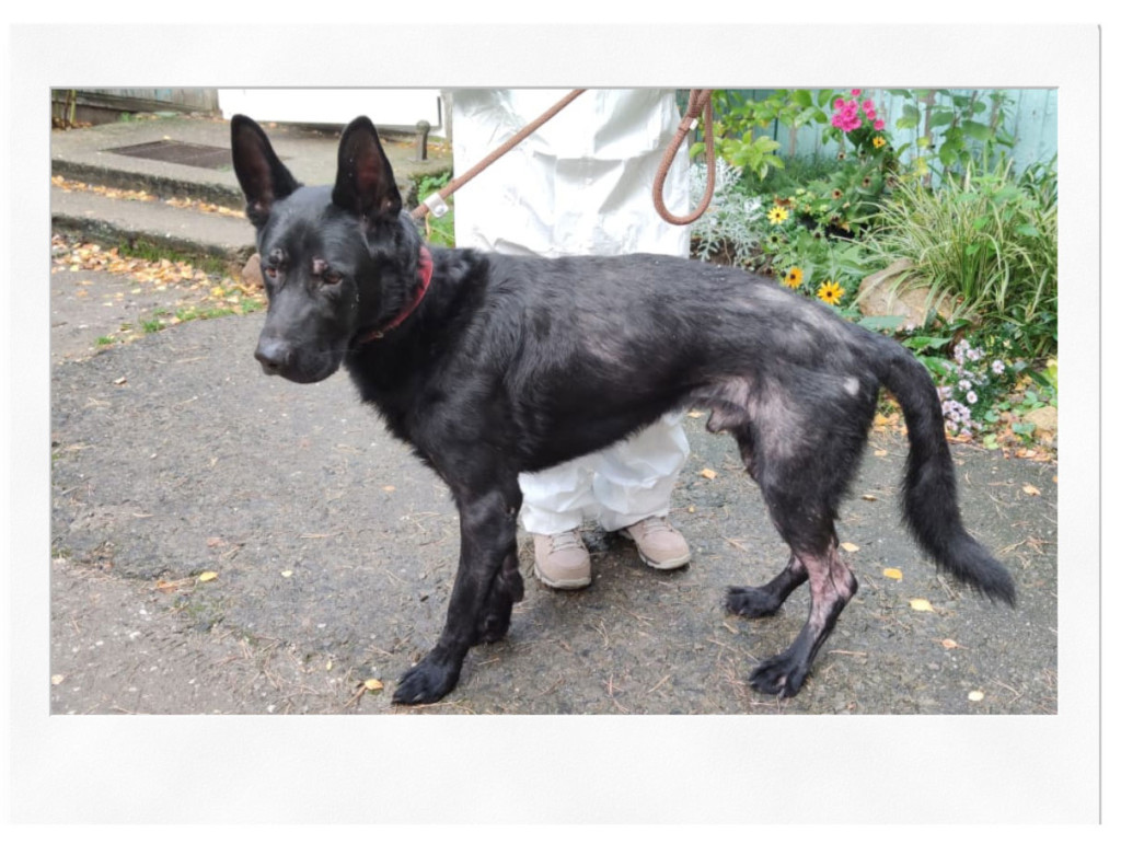 timoh-1024x771 Timo wurde einfach zurückgelassen, jetzt brauch er uns alle!