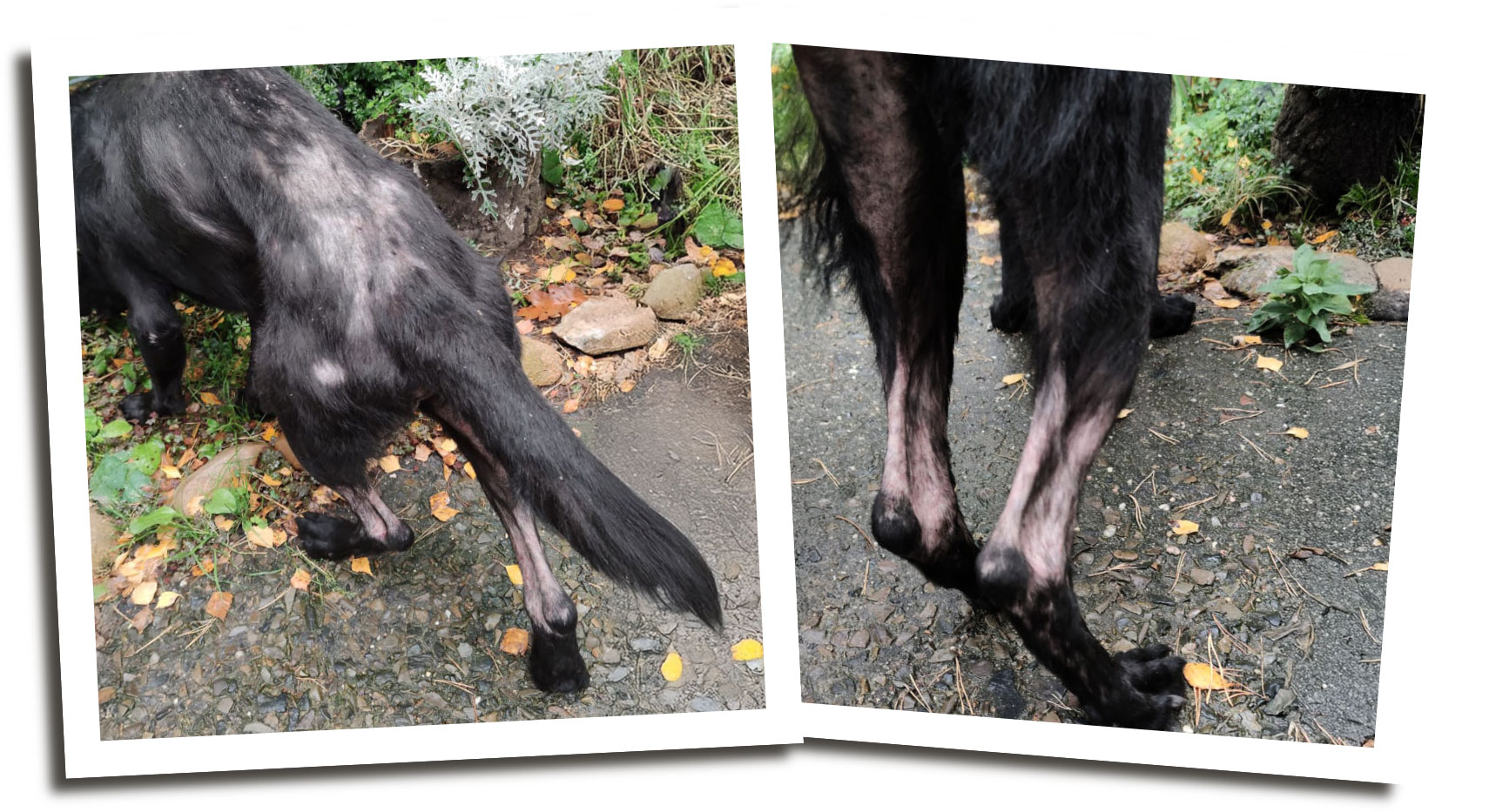 ttimo Timo wurde einfach zurückgelassen, jetzt brauch er uns alle!