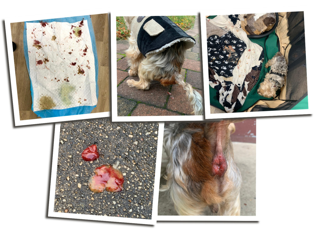 ulli3-1024x734 Kleiner Ulli kämpft erneut – bitte helfen Sie ihm 🐾