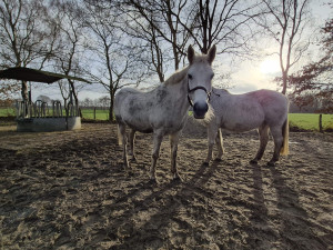 20251211_113139-min-300x225 Ein Geschenk das rettet: Ihre Weihnachtspatenschaft