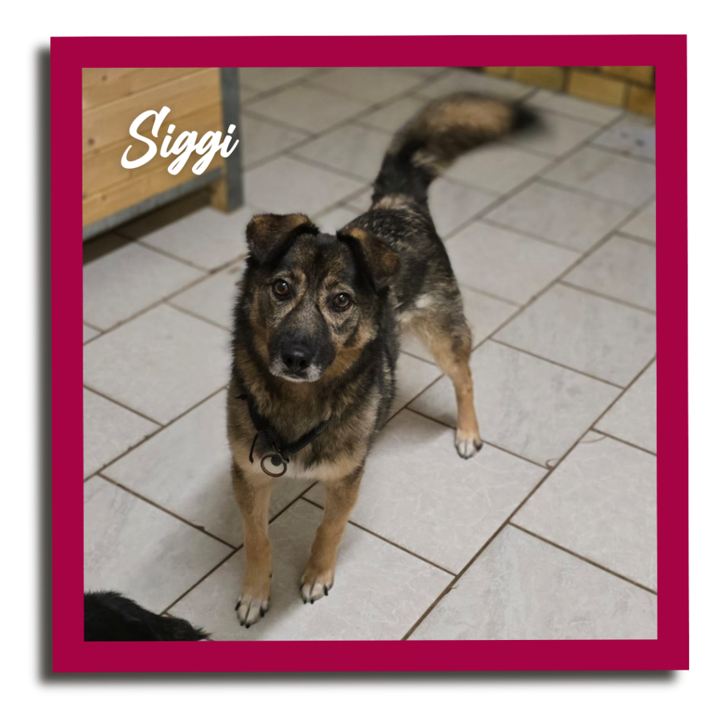 Aufruf-22-1024x1024 Siggi kämpft gegen eine seltene Krankheit – bitte helfen Sie ihm 🐾