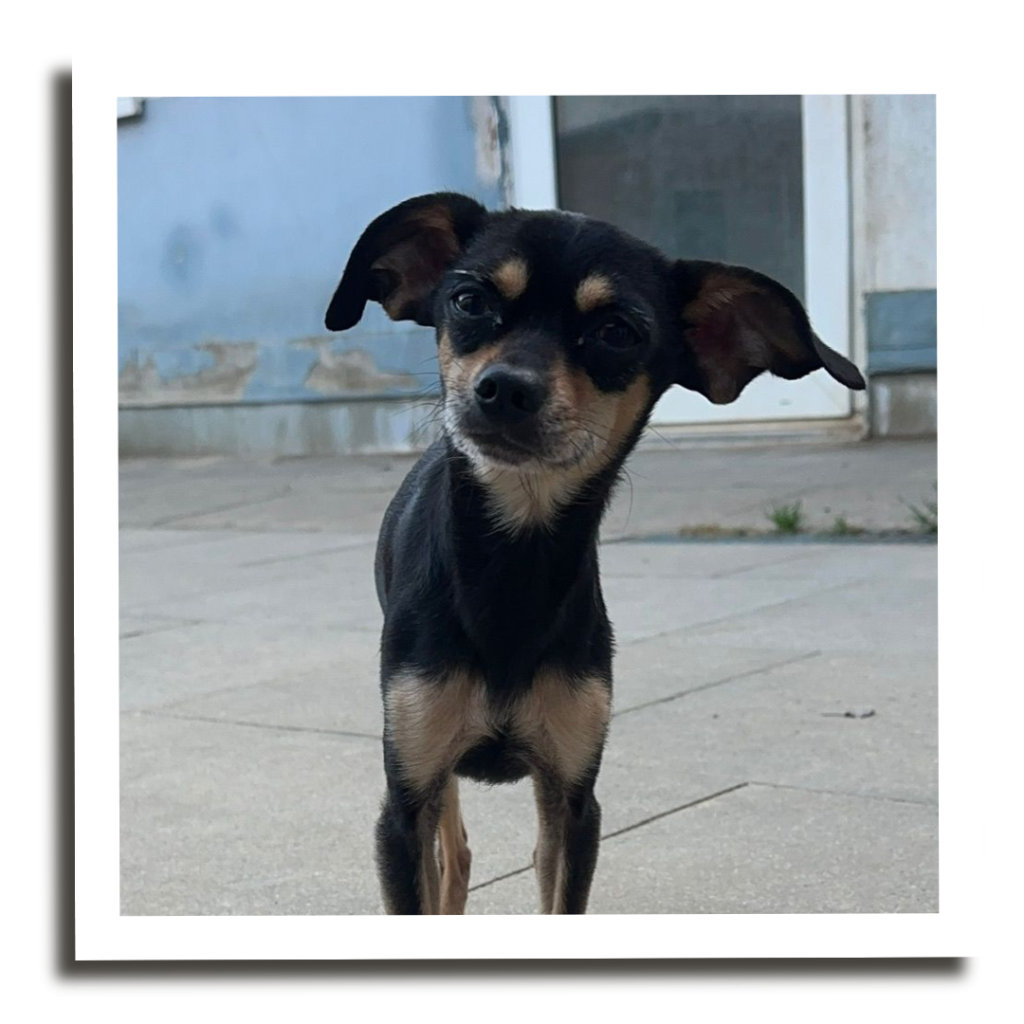 Aufruf-27-1024x1024 Speedy braucht Sicherheit – bitte helfen Sie ihm!