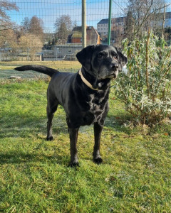 DorfLogo-240x300 Ein Geschenk das rettet: Ihre Weihnachtspatenschaft