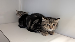 PXL_20251209_090652016-300x169 Ein Geschenk das rettet: Ihre Weihnachtspatenschaft