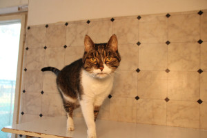 Tigerchen-3-min-300x200 Ein Geschenk das rettet: Ihre Weihnachtspatenschaft