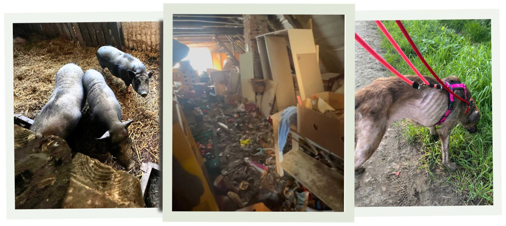 bb5-1024x459 Omi - gefunden zwischen Dreck, Dunkelheit und Verzweiflung