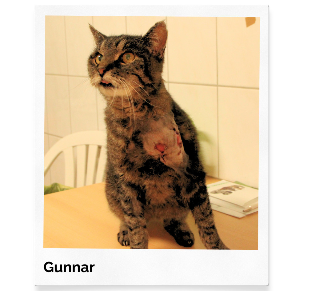 gunnar-1024x946 Tapferer Kater Gunnar kämpft sich zurück ins Leben – bitte helfen Sie ihm