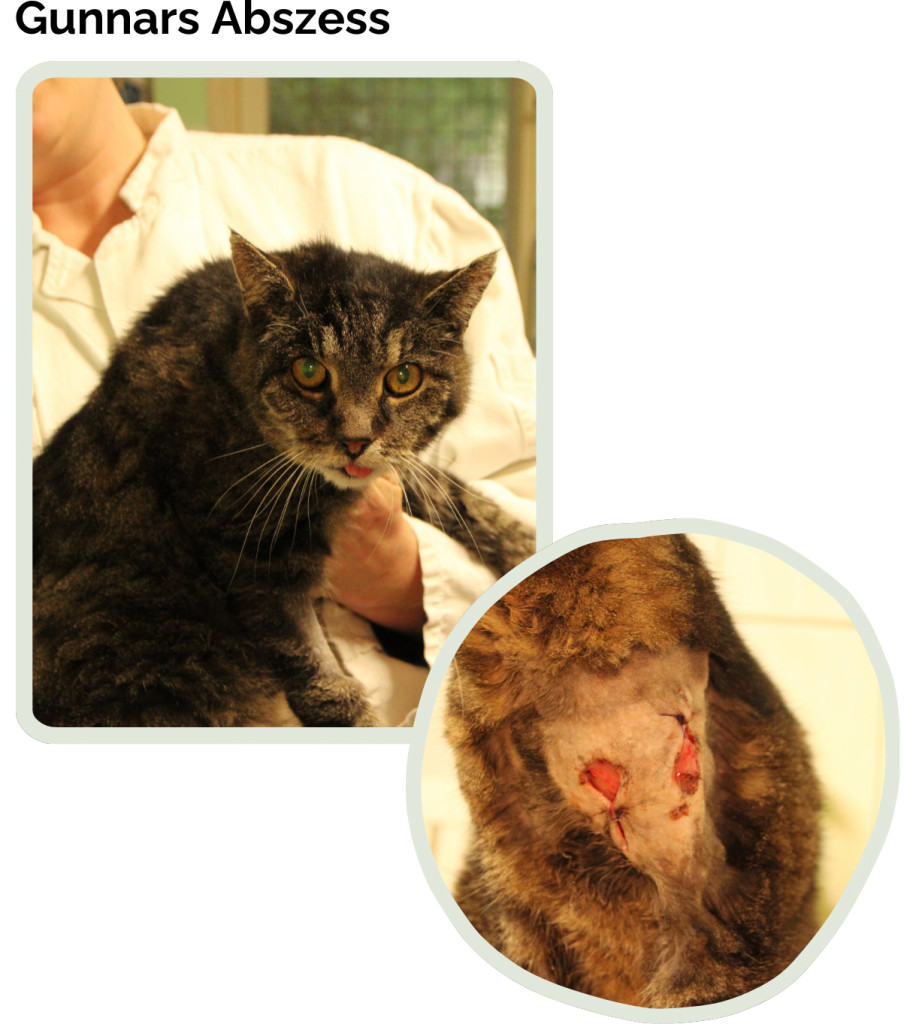 gunnar1-913x1024 Tapferer Kater Gunnar kämpft sich zurück ins Leben – bitte helfen Sie ihm