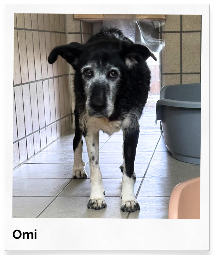 omit34-863x1024 Omi - gefunden zwischen Dreck, Dunkelheit und Verzweiflung