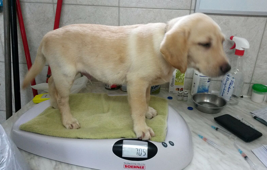 projekt-beitragsbild-fachgerechte-krankenstation-neu