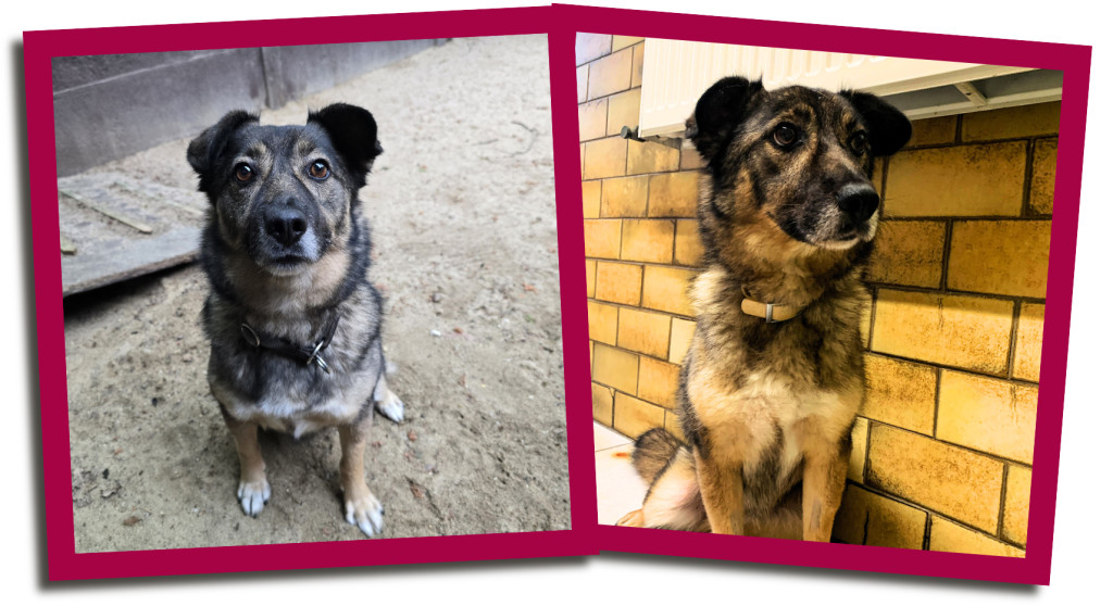 siggi2-1024x558 Siggi kämpft gegen eine seltene Krankheit – bitte helfen Sie ihm 🐾