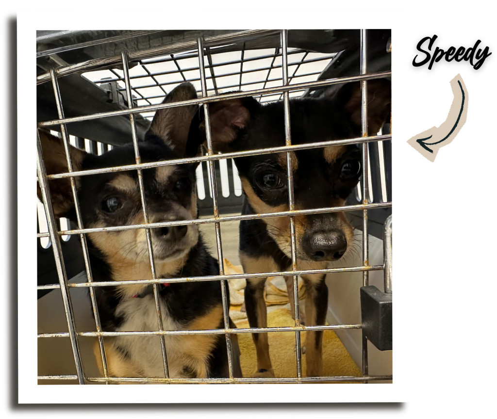 speedy-1024x864 Speedy braucht Sicherheit – bitte helfen Sie ihm!
